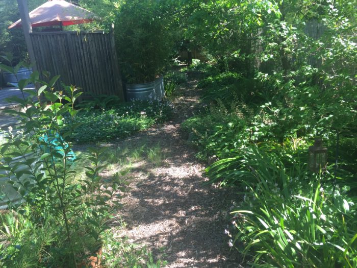 The Commons of a Garden: Many plants living together
