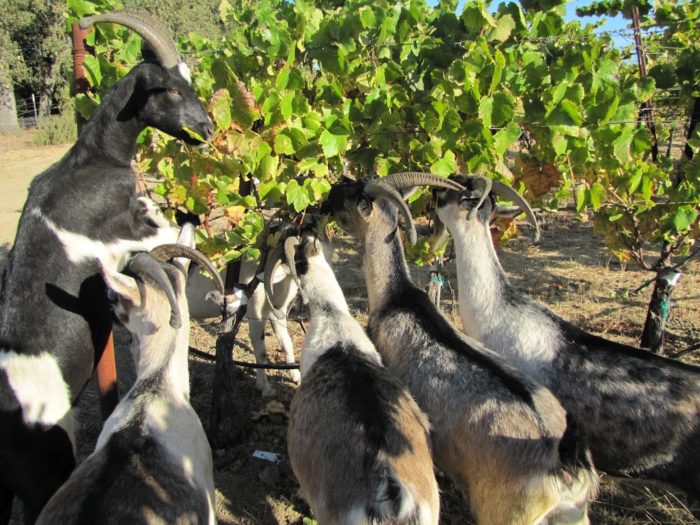Goats Help Prevent European Grapevine Moth