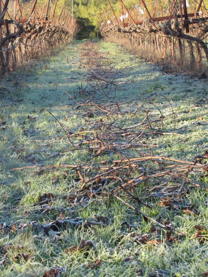 Pruning and Winter Light