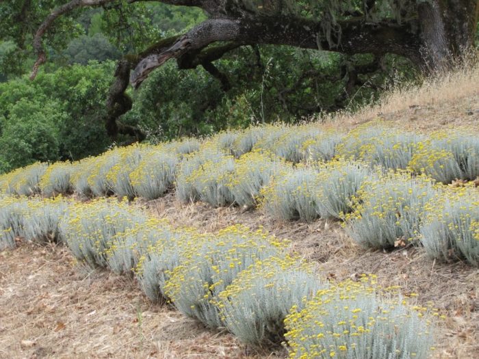 Harvest: Helichrysum Italicum
