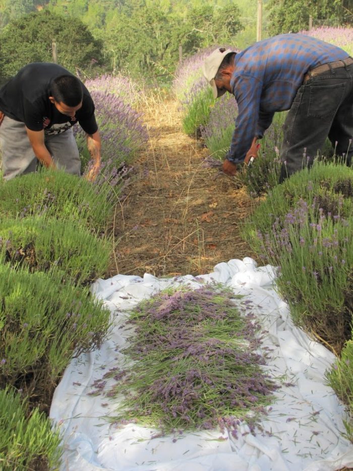 Lavender Harvest: Distillation
