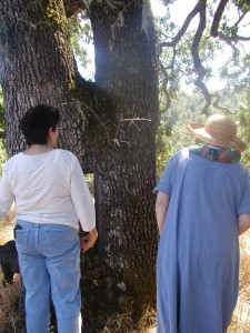 The grafted valley oaks. Mary Jo on the right.
