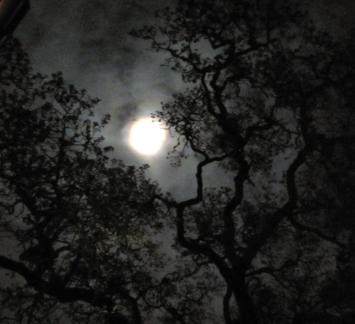 Full Moon and Valley Oaks