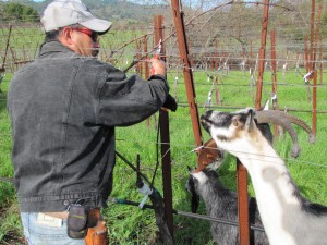 Gaviota supervising pruning in 2011.