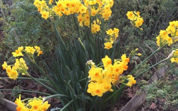 Each year these mysteriously planted jonquils surprise me!