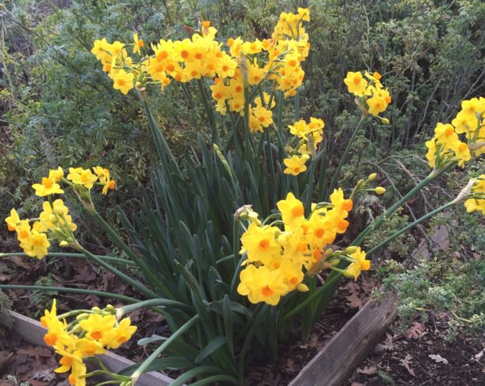 Each year these mysteriously planted jonquils surprise me!
