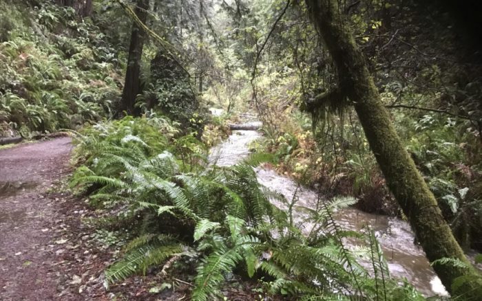 Fern Creek Trail, Little River, California. The path of man; the path of coho salmon.